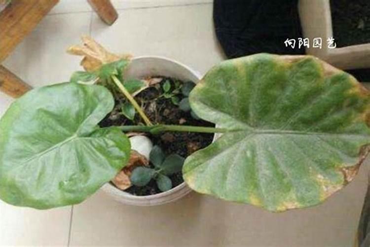 花肥用多了,花叶子蔫巴了该怎么办？