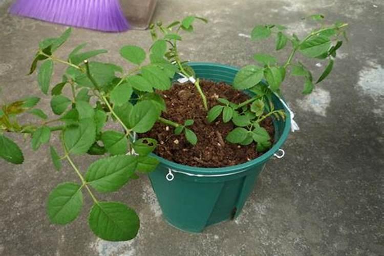 月季开花时能用尿素肥吗