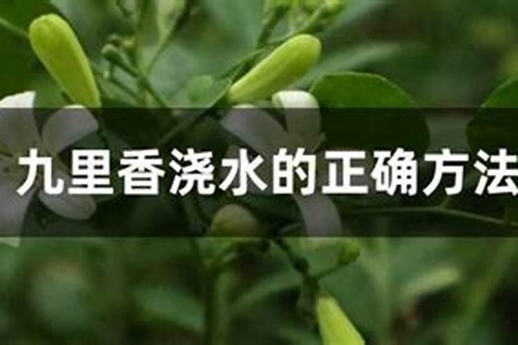 九里香怎么施肥,这样做叶片又绿又亮!