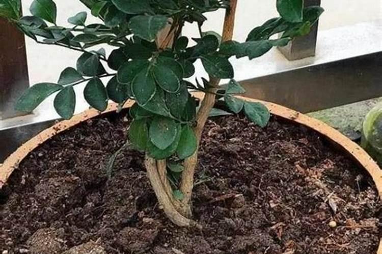 九里香怎么养护与浇水