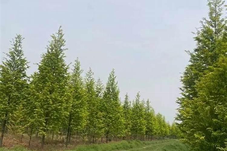 杉树什么月份施肥最合适