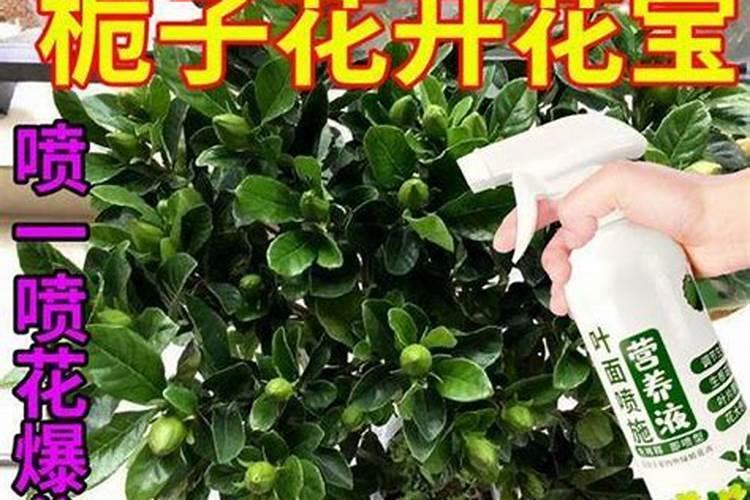 花椒花期用什么叶面肥