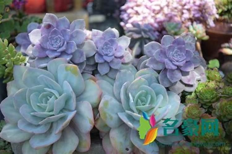 绿植夏天能施肥吗