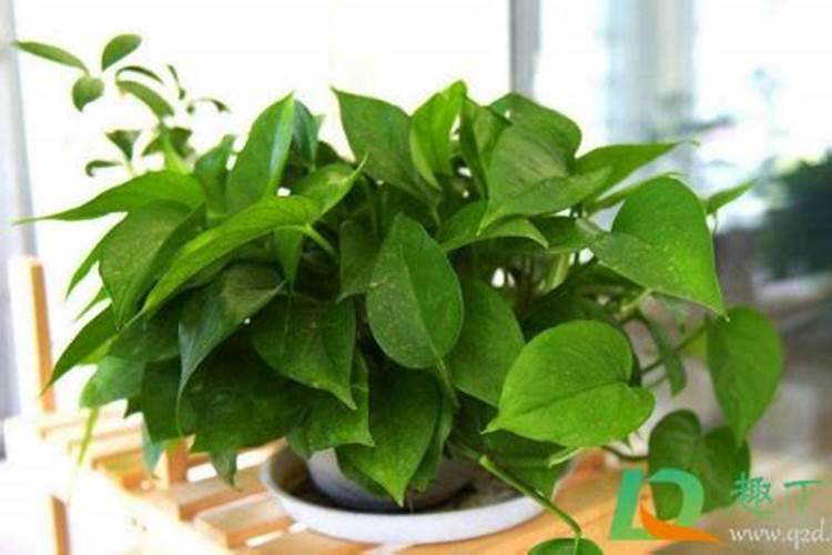 绿植夏天能施肥吗