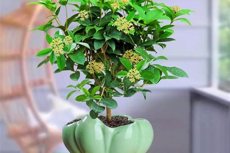 绿植夏天能施肥吗