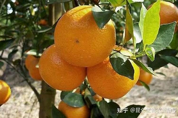 刚栽的柑橘树幼苗,施什么肥料？