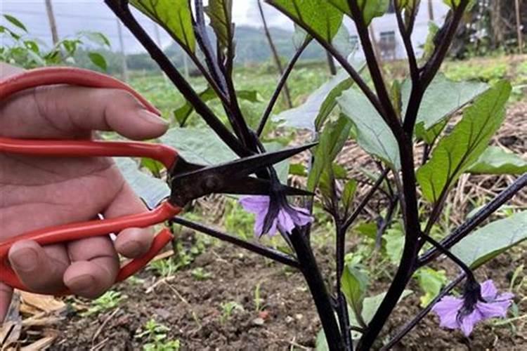 茄子苗长势慢,用什么肥可以改善？