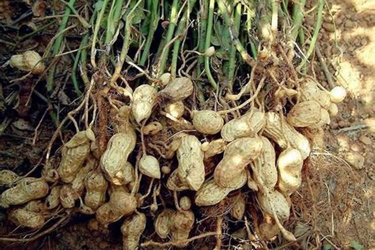 花生开花期怎样施肥