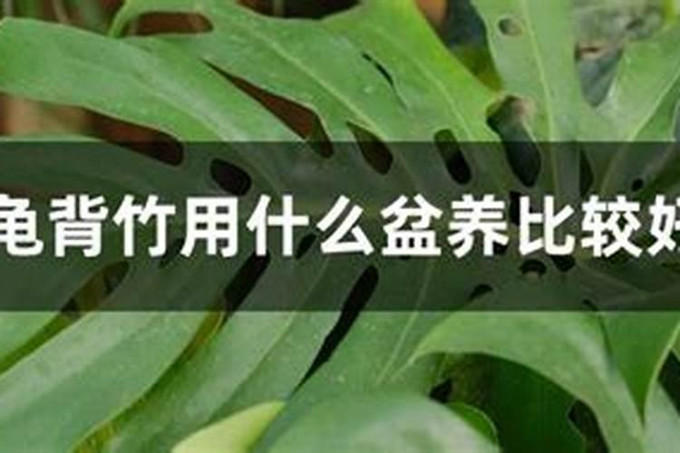 龟背竹习性 龟背竹习性是什么