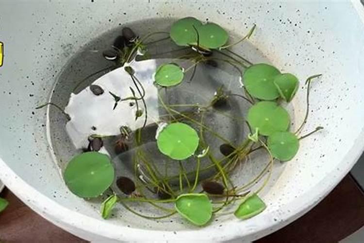 大豆用什么肥料最好