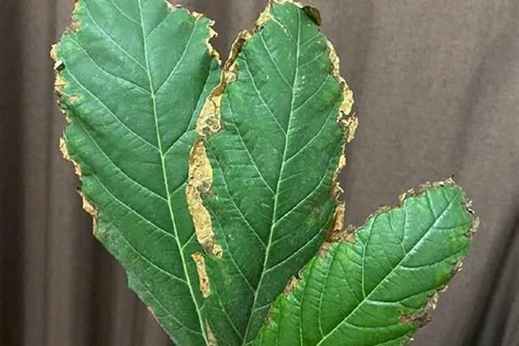 氮肥、磷肥、钾肥各是适用哪些状况的植物？