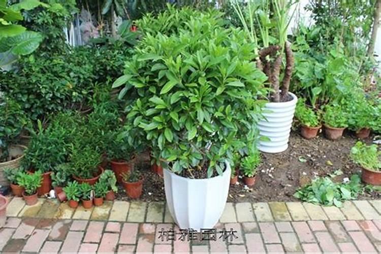 氮肥磷肥钾肥的作用记忆口诀