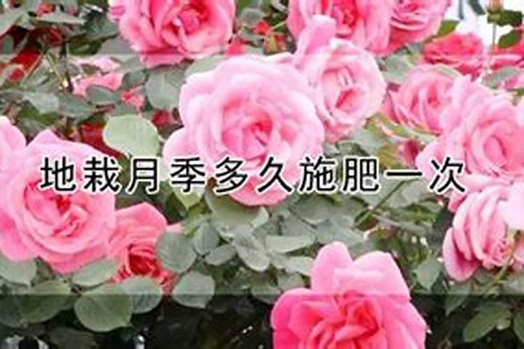 地栽月季春天施什么肥