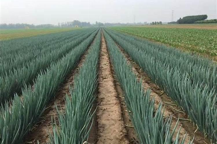 大葱、大蒜和韭菜最怕什么肥料？这3种肥料别乱用,否则干尖黄叶