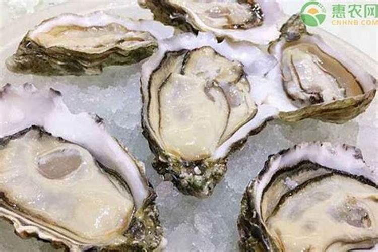 青岛这边海蛎子几月份最肥 青岛的海蛎子在几月份最肥