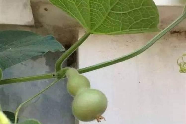 西葫芦开花结果阶段需要怎么管理才长的好？