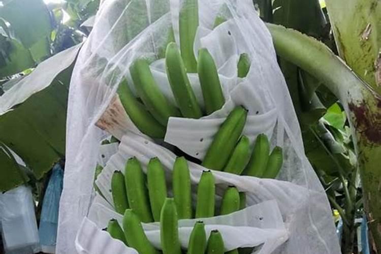 草莓苗浇水好方法有哪些