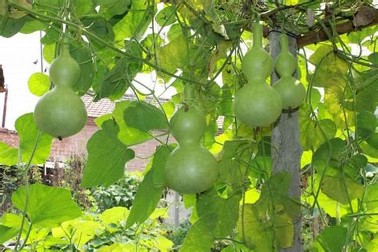 水葫芦正结果时上什么肥？