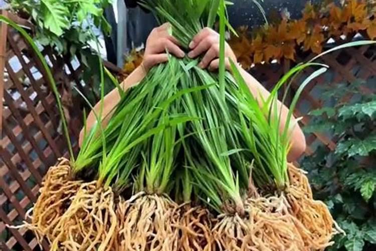 草莓上如何施水溶肥促幼果膨大？施用方法