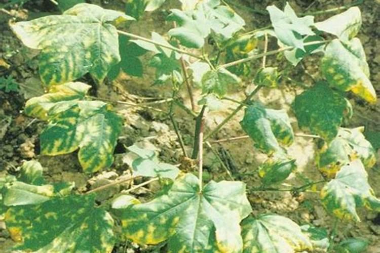 棉花怎么追施钾肥？棉花施用钾肥技术是什么？