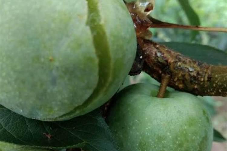 苹果树,大姜裂果用什么肥料比较好？