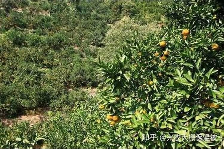 柑橘怎样能增甜 橘子的酸甜度有肥料的影响吗