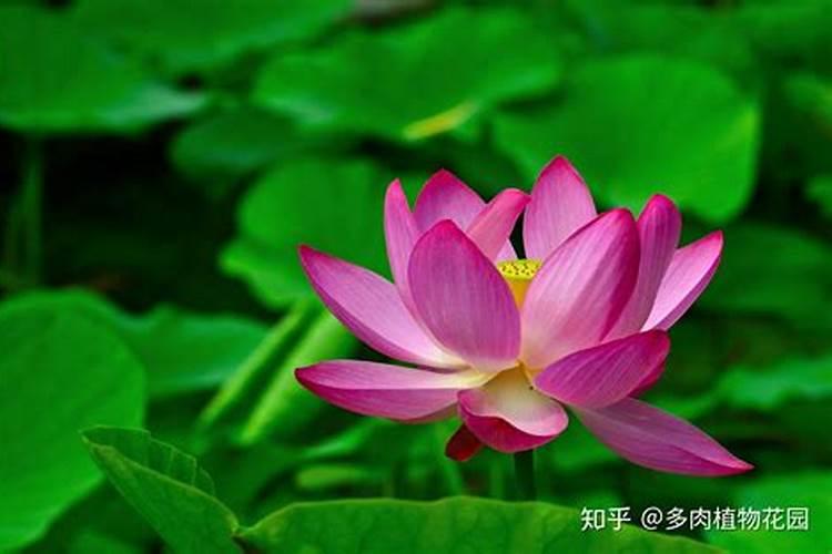 睡莲长得旺为啥不开花