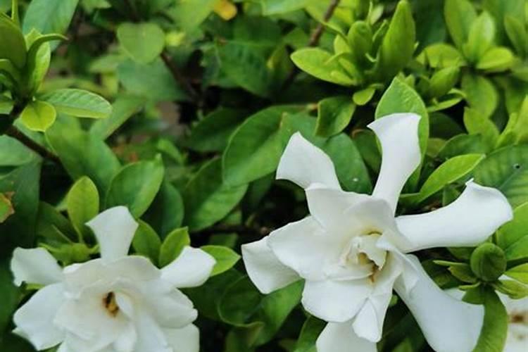 茶花用什么水浇最合适