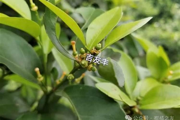 叶面肥复硝酚钠与尿素配比,叶面肥复硝酚钠有什么作用