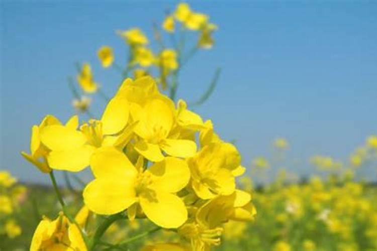 种植油菜时,为什么要增施硼肥？硼肥有什么作用呢？