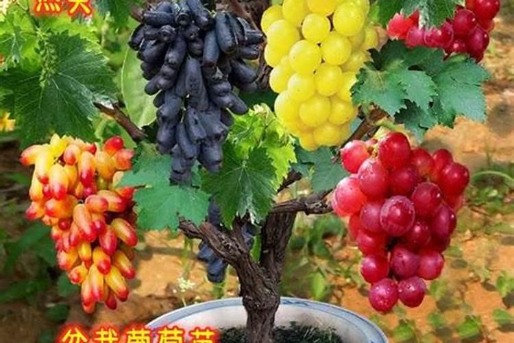 猕猴桃树得溃疡病怎么治疗