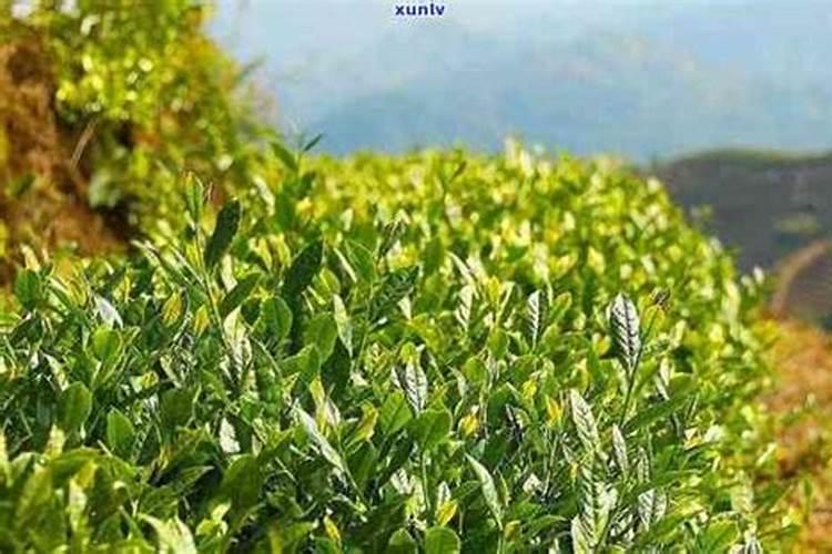 茶叶叶面肥催芽肥的正确使用