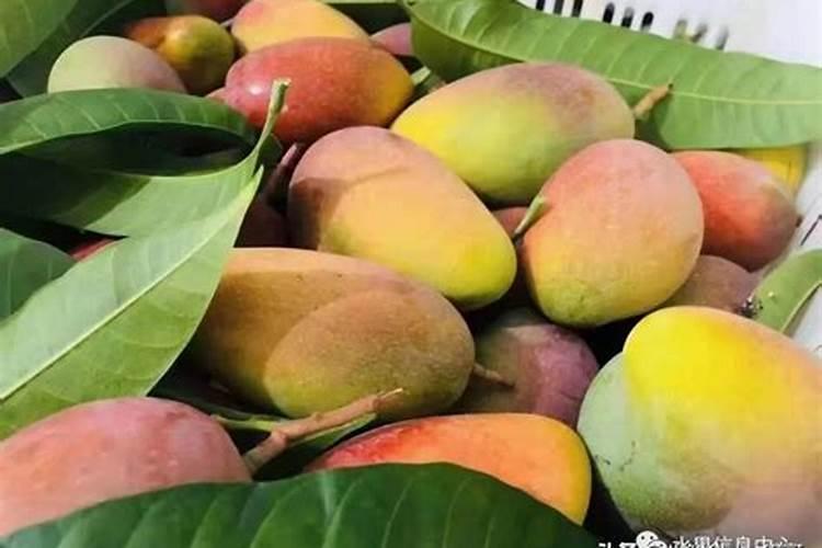 芒果盛果期如何施肥