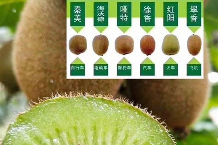 猕猴桃施肥方案和最佳时间