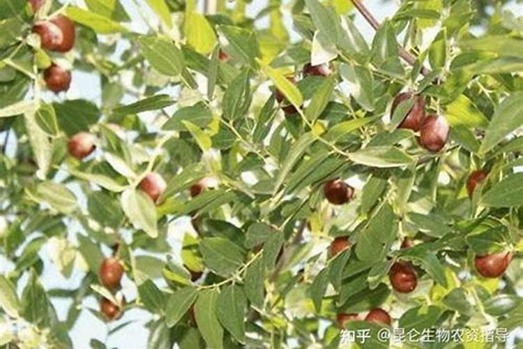 大枣增甜方法 可以怎么做呢