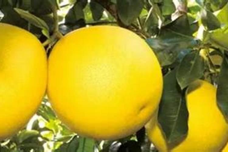 阆苑蜜柚保花保果与疏花疏果