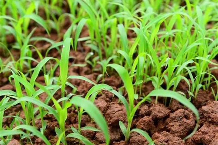 植物生长平衡液是什么东西