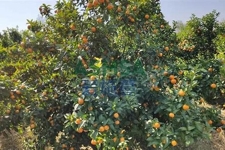 橘子树种植和施肥技巧