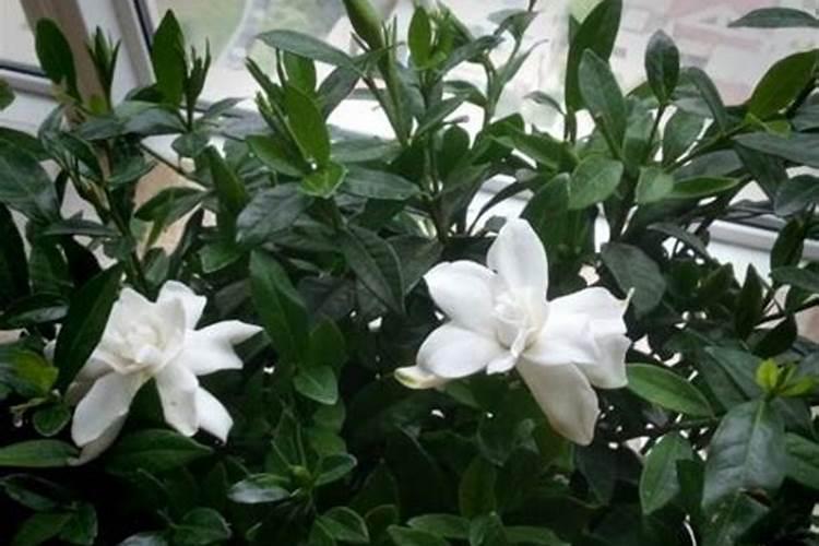 尿素可以用来给栀子花施肥吗 尿素能不能用来给栀子花施肥的呢