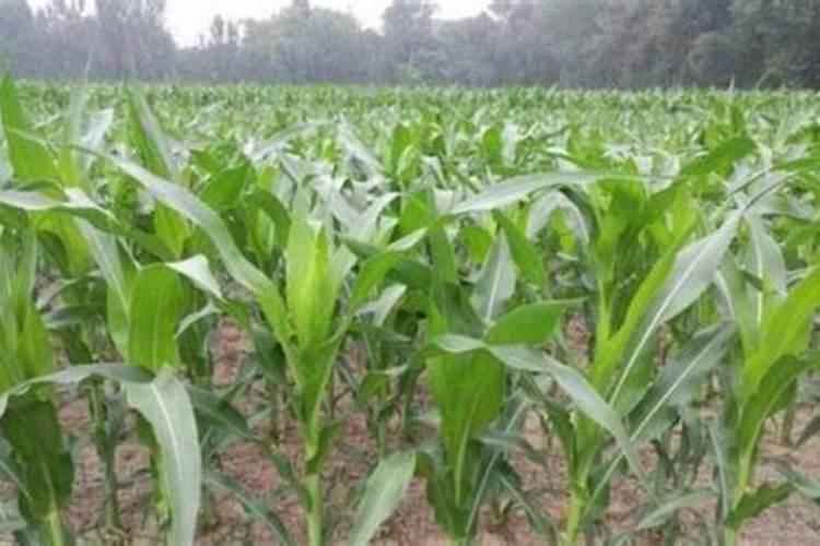 小型猪粪有机肥生产设备需要哪些机器