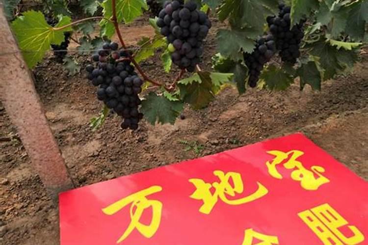 一颗葡萄树可以下两斤复合肥吗
