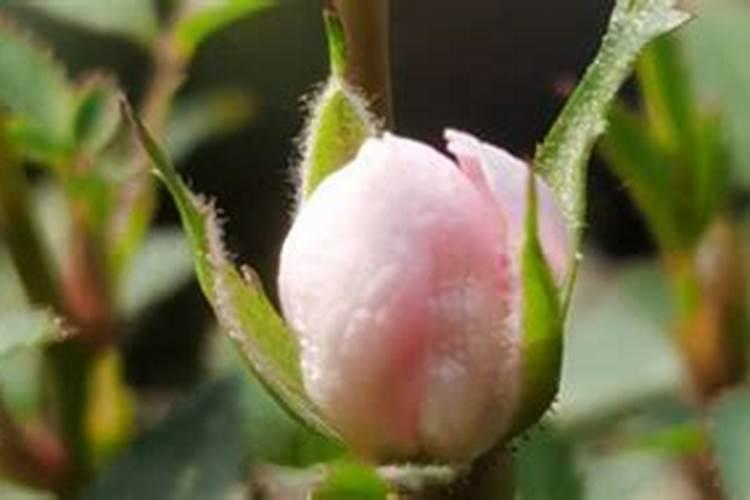 荔枝龙眼促花用什么叶面肥好？也有用磷酸二氢钾喷的