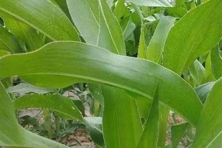 谁知道用玉米芯怎么种平菇