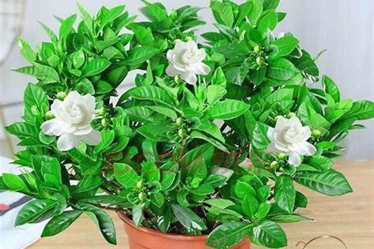 桅子花几天浇一次水？