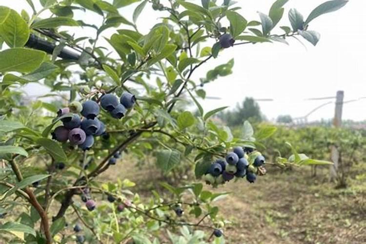 临沭有几家化肥公司