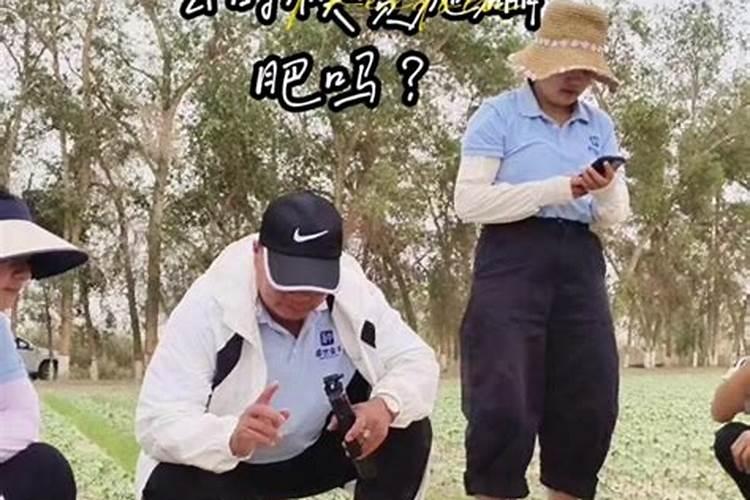幸福树需要什么肥料