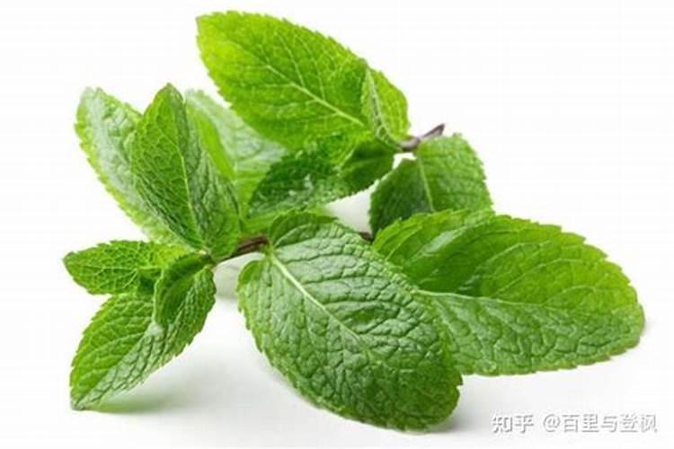 薄荷的营养价值有哪些？薄荷可以经常吃吗？