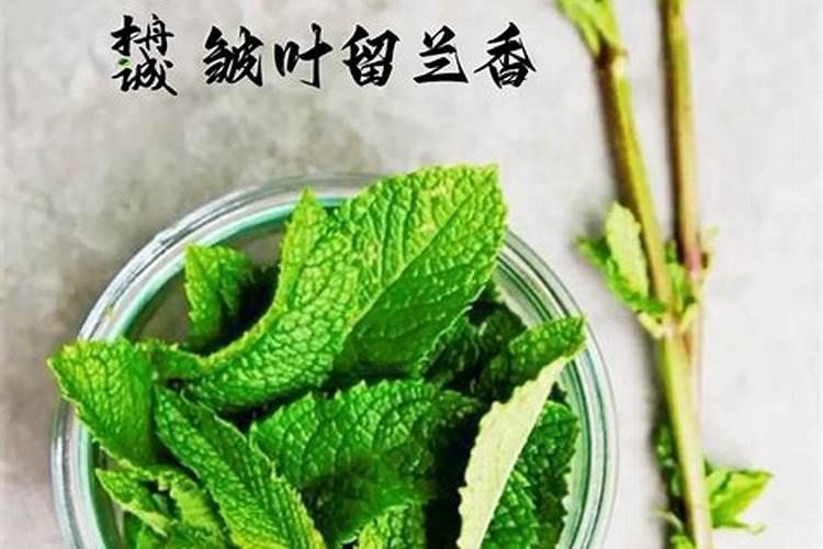 云南人为什么那么喜欢吃薄荷？薄荷对身体的好处有哪些？