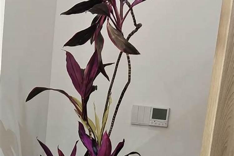我的卧室里摆了一盆火鹤,她会影响身体健康吗？晚上是不是会释放二氧化碳...