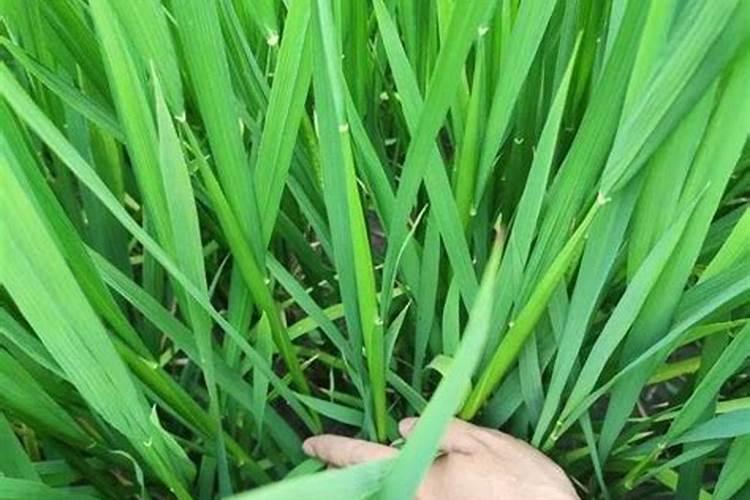 芸苔素内脂与磷酸二氢钾硼肥合用在水稻上有什么作用